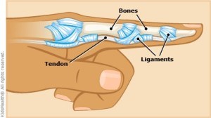 Finger structures